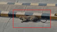 Hyderabad: Leopard found resting on underpass road at Mailardevpally 