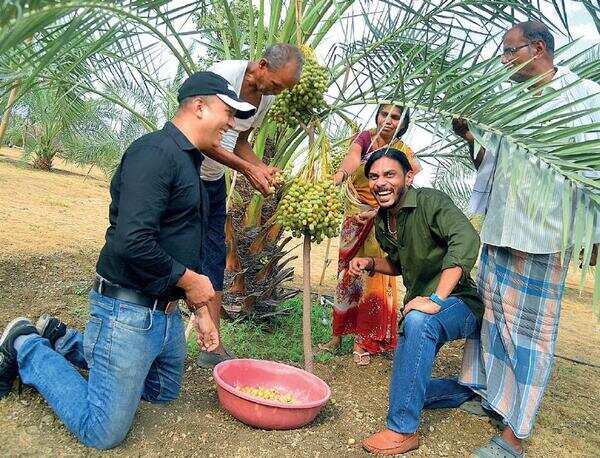 Dates for healthy farm yield in region
