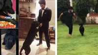Pics of Sushant's 'heartbroken' dog will make you cry! 