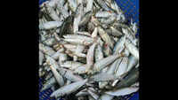 Mormugao council to ban illegal trade of wholesale fish
