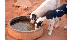 We Know ABC Works For Strays, But We Don&rsquo;t Learn It