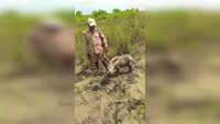Watch: Newborn rhino rescued by Kaziranga National Park staff 