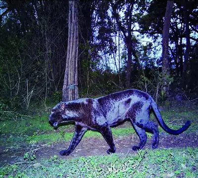 BRT reserve’s black leopard makes another cameo appearance