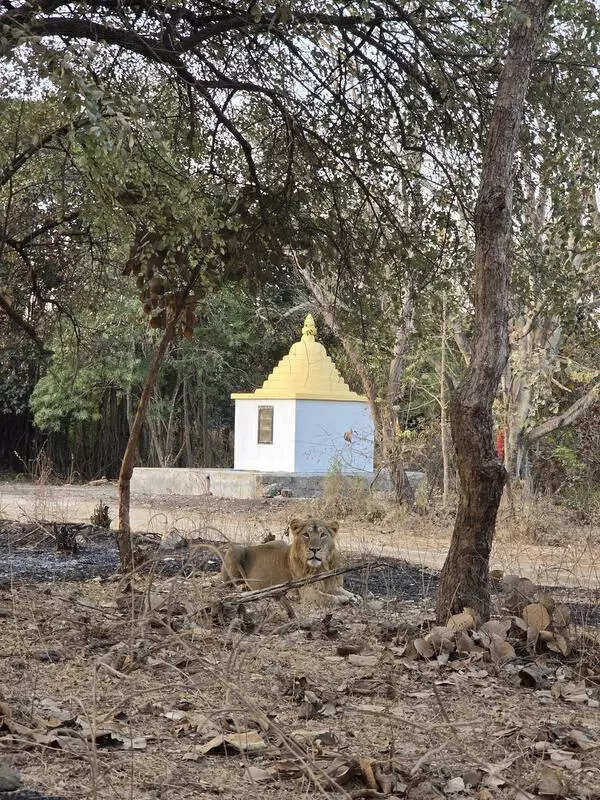 Lioness scare at Bhavnath fair; rescued after 6 hours
