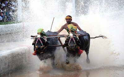 Kambala race: PETA files fresh plea in Supreme Court