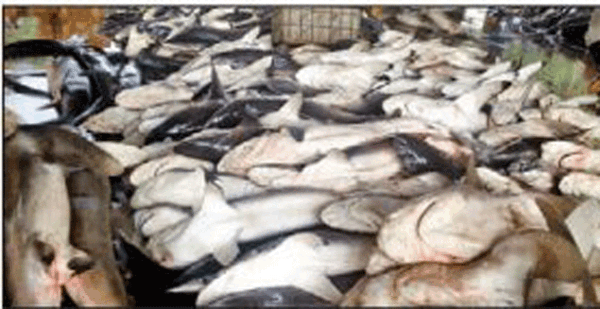 Shark's big score: A 100 tonnes!