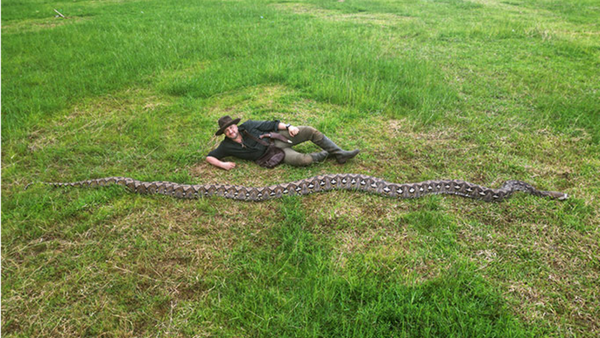 World’s longest wild snake confirmed in Indonesia by Guinness — see pictures