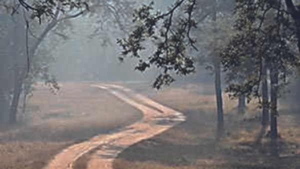 Tiger sighting: 40 camera traps set up in Palamu Tiger Reserve range