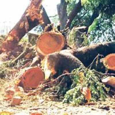 Illegal tree cutting will be culpable homicide