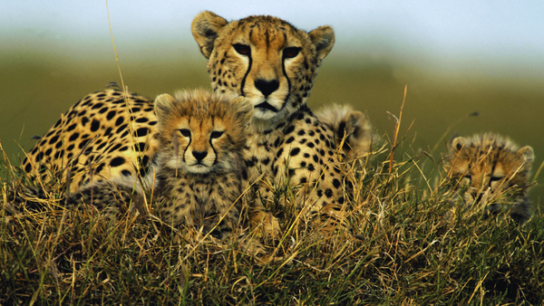 Kuno National Park in 2026: Where India’s cheetah comeback is unfolding in real time as cheetah population reaches 38