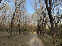 Experts & residents urge caution over Miyawaki plantation plan on Vetal Tekdi