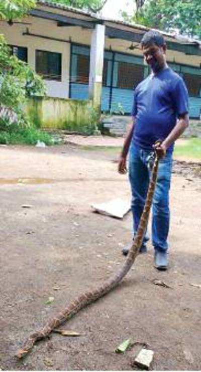 Python dug up by Metro piling work rescued at BKC