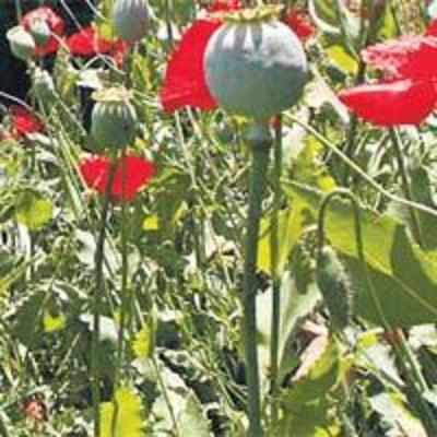 Afghanistan vows to eradicate poppy