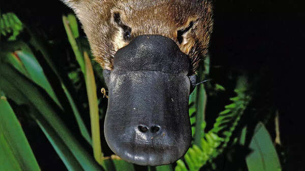 Mammals that lay eggs instead of giving live birth