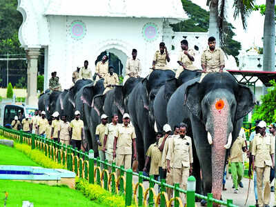 Dasara tuskers treated with high protein diet