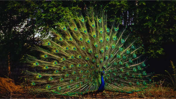 5 national parks in India that are excellent for birdwatching