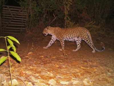 Over 150 wild animals sighted in Yeoor forest during 'machaan census'