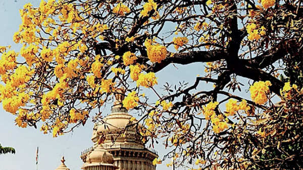 Why is Bengaluru feeling hot when it’s actually pleasant?