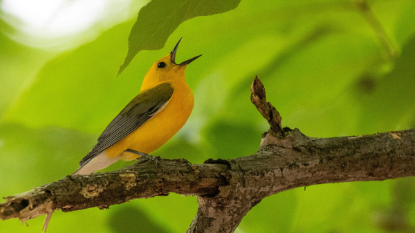When birds sing around your home: Science says it’s boosting your mind and well-being