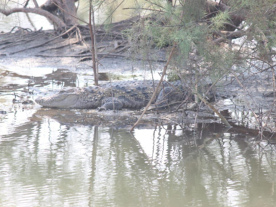 Belapur: Crocodile spotted near Navi Mumbai Municipal Corporation office