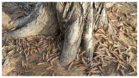 UP braces for second wave of locust incursion 