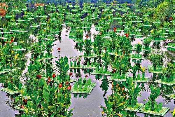 Delhi: How green is my lake! That sparkle hides a secret