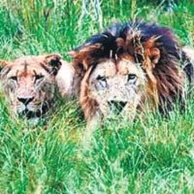 9 lions devour caretaker at SA game park