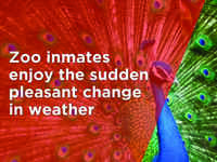 Zoo inmates enjoy the sudden pleasant change in weather 