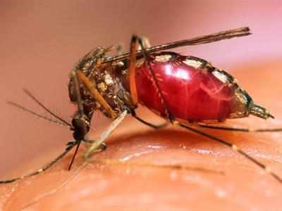 Chikungunya cases: CPI-M attacks AAP, BJP