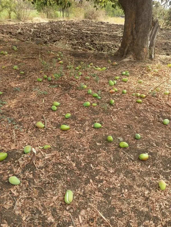 Mango growers from M’wada seek financial aid from govt