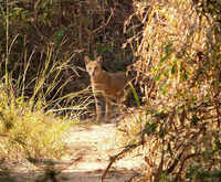 Jungle cat on Vetal tekdi, stresses eco value of city hills