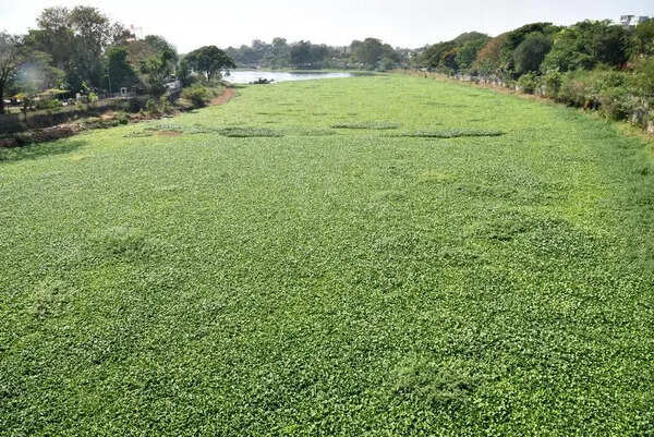 NMC to outsource Godavari water hyacinth clean-up work