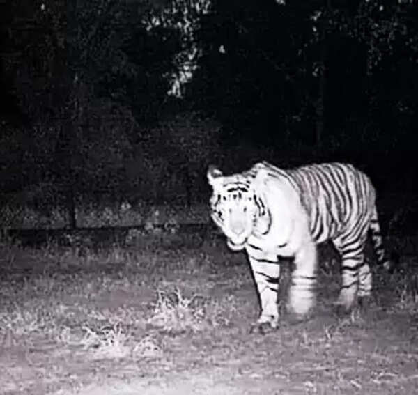 Sariska tiger on cross-state trail may face relocation