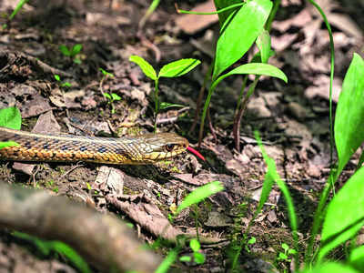 Don’t botch it up, forest department to start training snake handlers in city