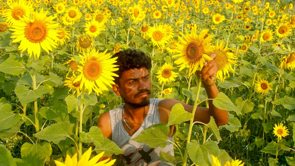 MSP hike for Kharif  crops: Cabinet raises support prices for 14 crops, sunflower and cotton see biggest jump