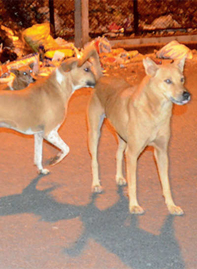What’s needed to fight rabies: Tubelights, bedsheets, towels