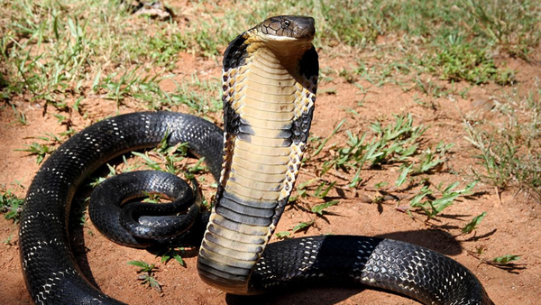 King Cobra Capitals: 10 countries where the world’s deadliest snake thrives