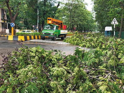 Airoli man dies after tree falls on him