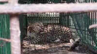 Assam Forest Dept caught leopard from tea garden in Dibrugarh 