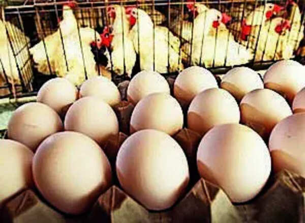 UP’s stamping rule for eggs comes into effect from today. What changes for sellers and for you