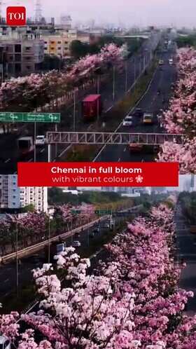 Chennai blooms in vibrant spring colours