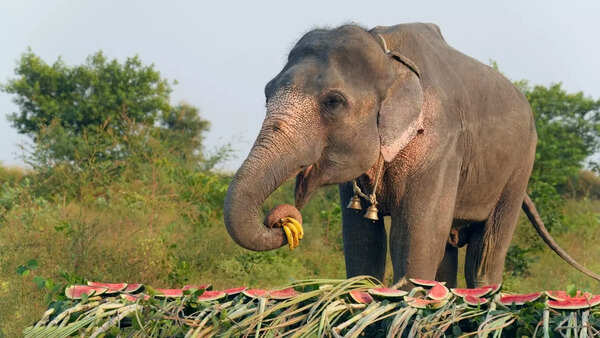 Wild elephant herd roams Koderma villages; Forest department on high alert amid rising human-elephant conflicts