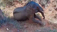 12-year-old elephant dies due to mouth injury in Coimbatore 