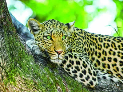 Leopard deaths: Activists allege inaction by officials