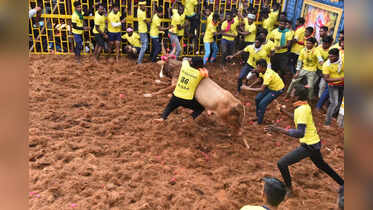 In pics: Ferocious bulls tamed at Tamil Nadu's Jallikattu competition