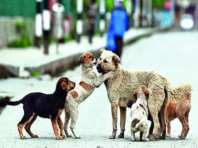 Furore over stray dog feeding ban