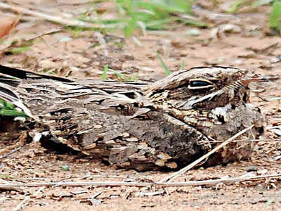 An elusive visitor: Indian Nightjar spotted in city home