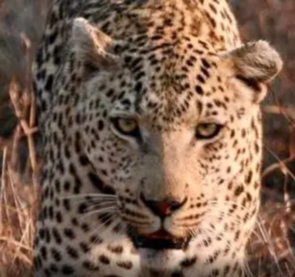 Leopard sightings spark fear among Canacona locals