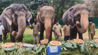 ‘World Elephant Day 2020’ celebrated at Nehru Zoological Park in Hyderabad 