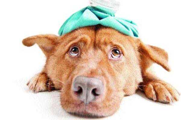 Is your pet depressed?